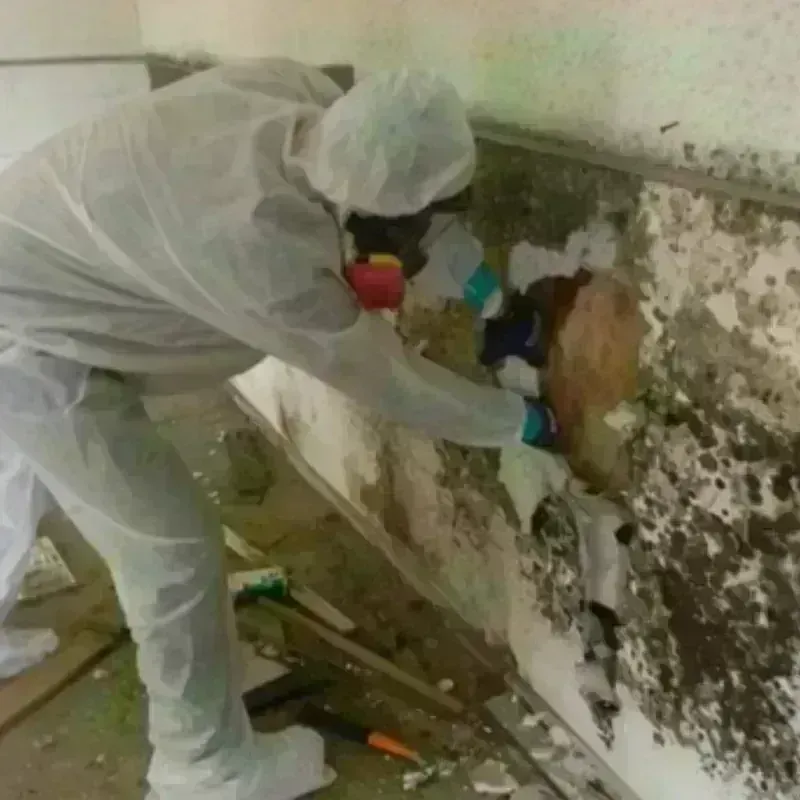 Mold Remediation and Removal in Benton County, AR